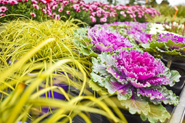 Jesień rozkwita głębokimi barwami