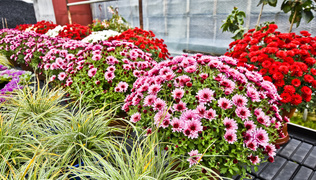 Jesień rozkwita głębokimi barwami