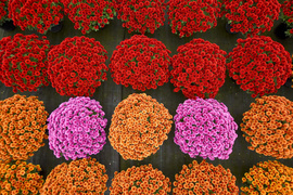 To one podkreślą te dni