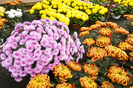 To one podkreślą te dni