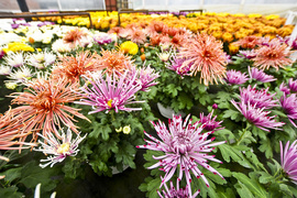 To one podkreślą te dni