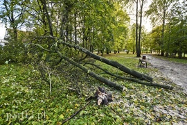 Połamane drzewa w parku Kajki