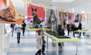 Święto kotów i kociarzy