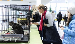 Święto kotów i kociarzy