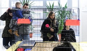 Święto kotów i kociarzy