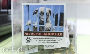 Święto kotów i kociarzy