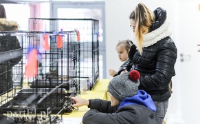 Święto kotów i kociarzy