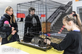 Święto kotów i kociarzy