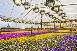 Dajmy im więcej światła, a odwdzięczą się