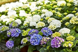 Dajmy im więcej światła, a odwdzięczą się