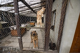 Tu się leczy zranione ciała i dusze. Na czterech łapach, kopytach, na skrzydłach i w futrze