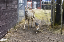 Tu się leczy zranione ciała i dusze. Na czterech łapach, kopytach, na skrzydłach i w futrze