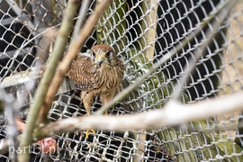 Tu się leczy zranione ciała i dusze. Na czterech łapach, kopytach, na skrzydłach i w futrze