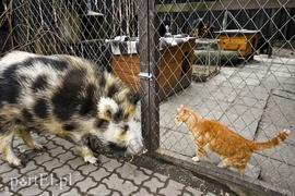 Tu się leczy zranione ciała i dusze. Na czterech łapach, kopytach, na skrzydłach i w futrze