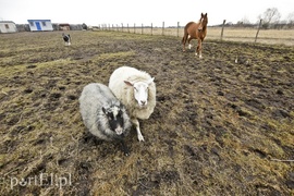 Tu się leczy zranione ciała i dusze. Na czterech łapach, kopytach, na skrzydłach i w futrze