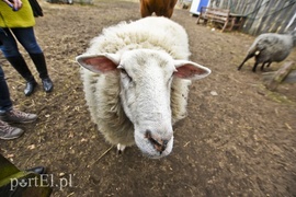 Tu się leczy zranione ciała i dusze. Na czterech łapach, kopytach, na skrzydłach i w futrze