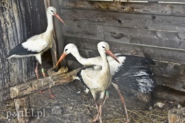 Tu się leczy zranione ciała i dusze. Na czterech łapach, kopytach, na skrzydłach i w futrze