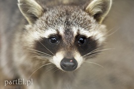 Tu się leczy zranione ciała i dusze. Na czterech łapach, kopytach, na skrzydłach i w futrze