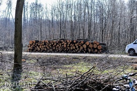 Zasadzili dwa tysiące nowych drzew