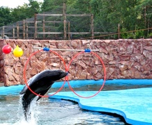 Foki, pokazy i zabawa na całego!