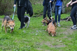 Pobiegli na sześć łap
