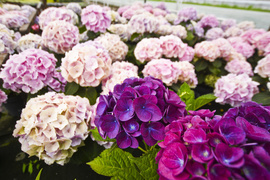 To nie zawsze musi być bukiet