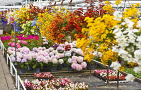 To nie zawsze musi być bukiet