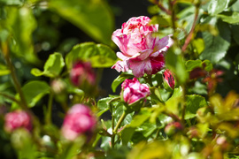 To nie zawsze musi być bukiet