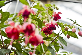 To nie zawsze musi być bukiet