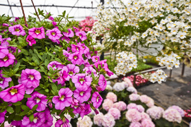 To nie zawsze musi być bukiet