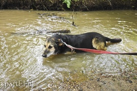 Mamy pomysł na bieg na sześć łap