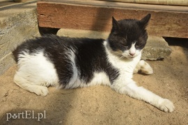 Galeria pod psem i kotem (Odc.4)