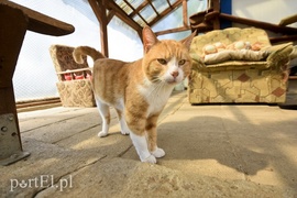 Galeria pod psem i kotem (Odc.5)