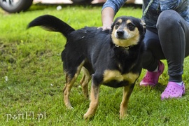 Galeria pod psem i kotem (Odc.5)