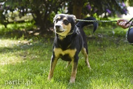 Galeria pod psem i kotem (Odc.5)