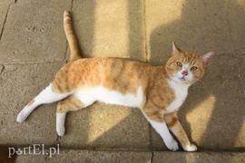 Galeria pod psem i kotem (Odc.5)