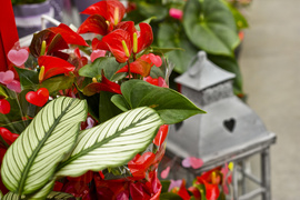 Wybierz naturalne piękno