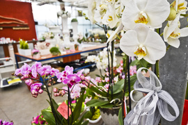 Wybierz naturalne piękno