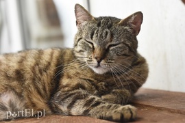 Galeria pod psem i kotem (Odc.6)