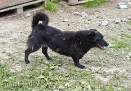 Galeria pod psem i kotem (Odc.6)