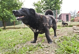 Galeria pod psem i kotem (Odc.6)