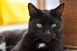 Galeria pod psem i kotem (Odc.7)