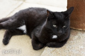 Galeria pod psem i kotem (Odc.7)