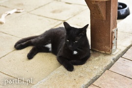 Galeria pod psem i kotem (Odc.7)