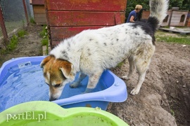 Galeria pod psem i kotem (Odc.8)