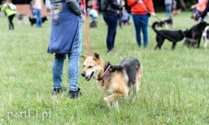 Rekordowy Bieg na Sześć Łap