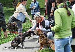 Adopsiaki mają głos