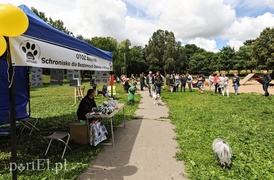 Adopsiaki mają głos