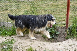 Galeria pod psem i kotem (Odc.9)