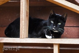 Galeria pod psem i kotem (Odc.9)